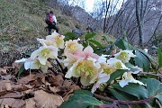 01 Festa di ellebori in fiore sui sentieri di Cornalba per le Baite d'Alben